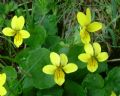 Viola biflora